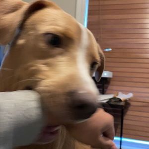 Meet your Posher, Winston